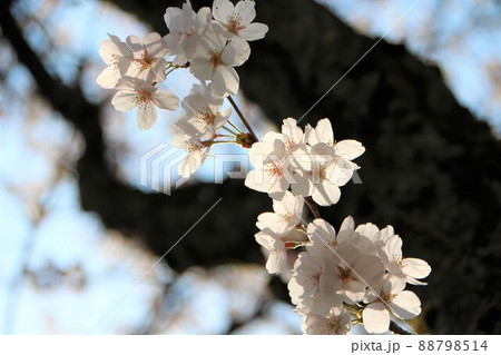 幹から顔を出した小枝に咲く桜 88798514