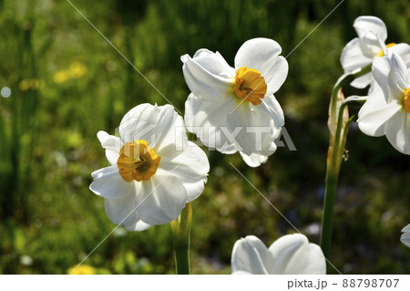 偕楽園公園内に咲く水仙 偕楽園公園内に咲く水仙 88798707