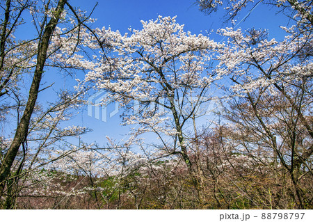 東京都 高尾山 一丁平の千本桜 東京都 高尾山 一丁平の千本桜 88798797