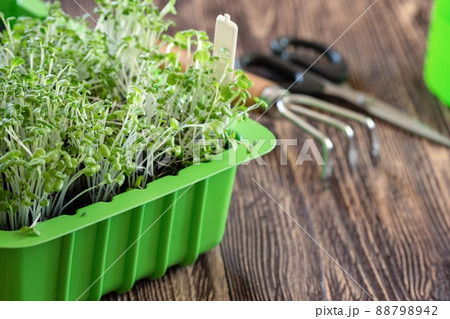 Green container with sprouts of microgreen, small hand cultivator and scissors on wooden surface, selective focus. Green container with sprouts of microgreen, small hand cultivator and scissors on wooden surface, selective focus. 88798942