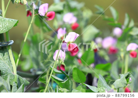 豌豆(エンドウ)の花 豌豆(エンドウ)の花 88799156