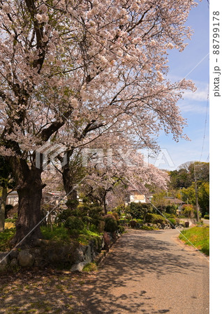 田原の桜風景《秦野市》 田原の桜風景《秦野市》 88799178