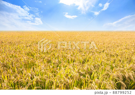 秋 あき 秋の 88799252