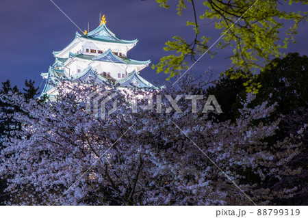 夜空にライトアップされた名古屋城と夜桜 88799319