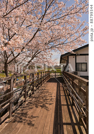 田原ふるさと公園の桜《秦野市》 田原ふるさと公園の桜《秦野市》 88799344