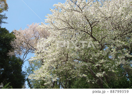 神奈川県ふれあいの森の大島桜【青空背景】 神奈川県ふれあいの森の大島桜【青空背景】 88799359