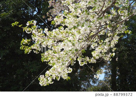 神奈川県ふれあいの森の大島桜 神奈川県ふれあいの森の大島桜 88799372