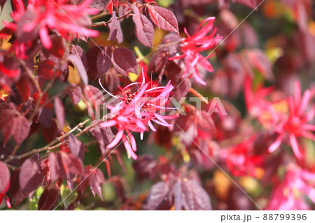紅花常盤満作（ベニバナトキワマンサク）の花 88799396