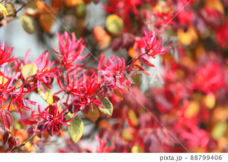 紅花常盤満作（ベニバナトキワマンサク）の花 88799406