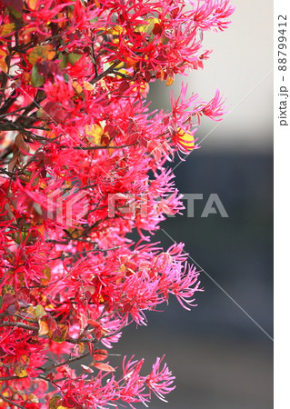 紅花常盤満作（ベニバナトキワマンサク）の花の写真素材 [88799412 