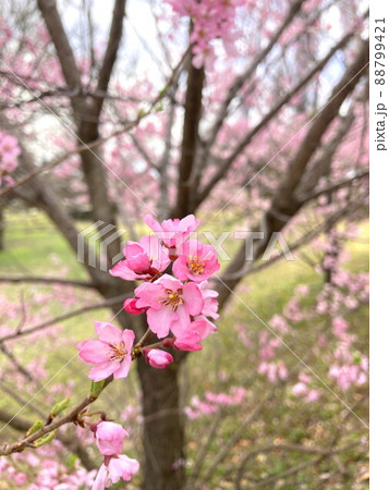 エドヒガンの桜の花 エドヒガンの桜の花 88799421