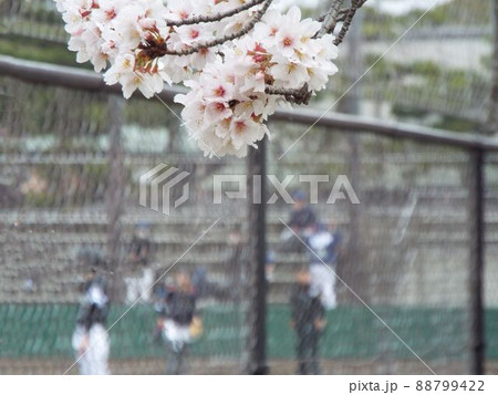 桜のシーズン 野球をしている青春らしい風景 88799422