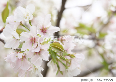 相模原公園せせらぎの園地区の大島桜 相模原公園せせらぎの園地区の大島桜 88799559