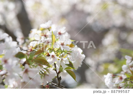相模原公園せせらぎの園地区の大島桜 88799587