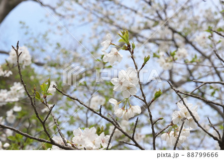 相模原公園の山桜・緑葉【空背景】 88799666