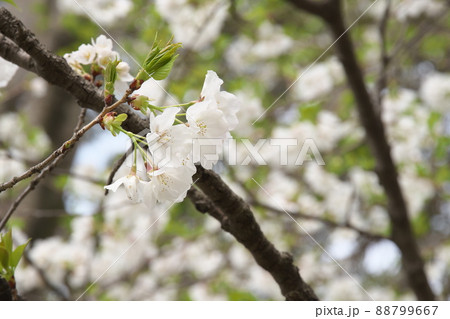 相模原公園の山桜・緑葉【緑背景】 88799667