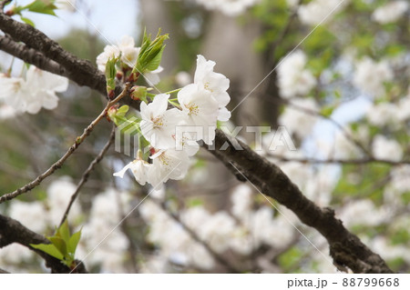 相模原公園の山桜・緑葉【緑背景】 88799668