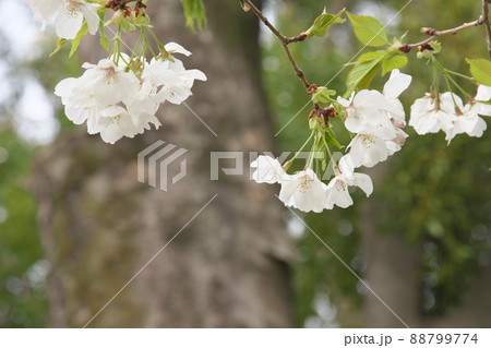 相模原公園の山桜・緑葉【緑背景】 相模原公園の山桜・緑葉【緑背景】 88799774