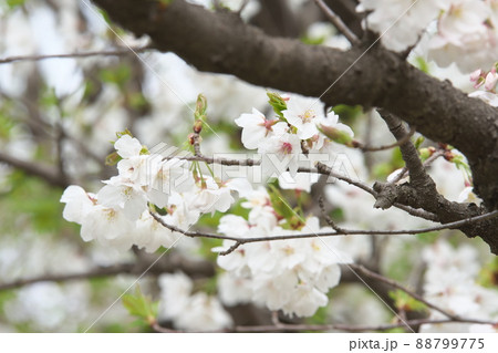 相模原公園の山桜・緑葉 88799775