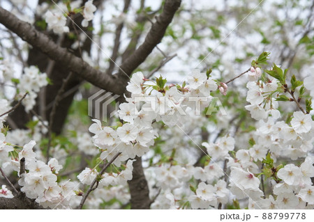 相模原公園の山桜・緑葉【緑背景】 88799778