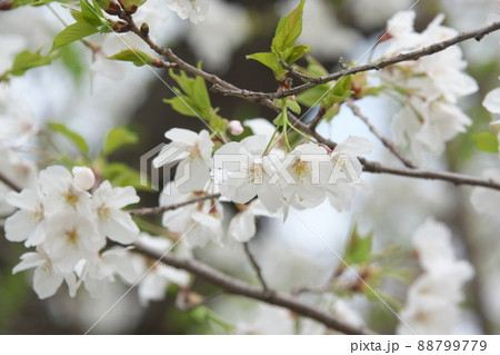 相模原公園の山桜・緑葉 相模原公園の山桜・緑葉 88799779