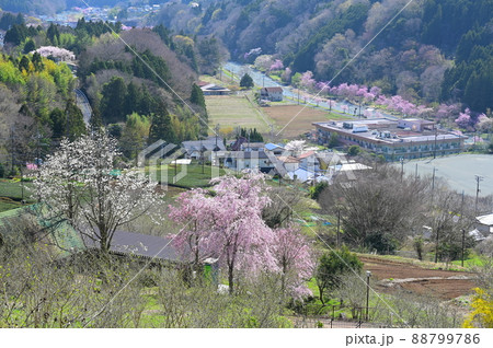 春の寄村風景《松田町》 春の寄村風景《松田町》 88799786