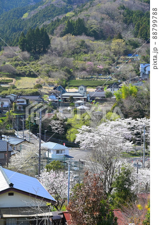 春の寄村風景《松田町》 春の寄村風景《松田町》 88799788