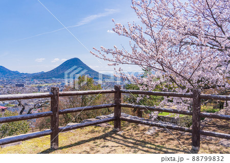 （香川県）桜咲く丸亀城から眺める飯野山（讃岐富士） 88799832