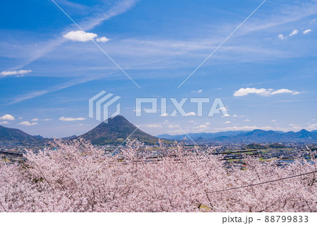 （香川県）桜咲く丸亀城から眺める飯野山（讃岐富士） 88799833