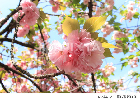 八重桜　桜　桜の通り抜け　大阪市造幣局　新型コロナウィルス　天満橋駅　コロナ開け　先着申込制　 88799838
