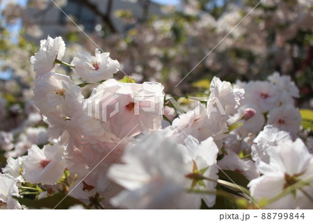八重桜　桜　桜の通り抜け　大阪市造幣局　新型コロナウィルス　天満橋駅　コロナ開け　先着申込制　 88799844