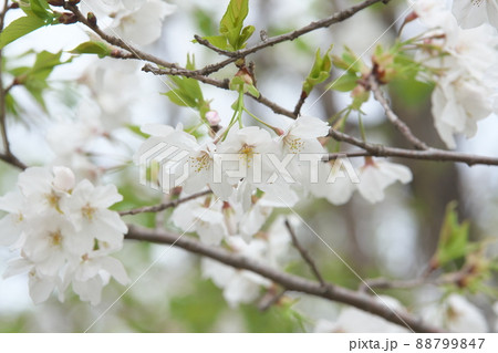 相模原公園の山桜・緑葉 88799847