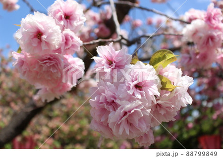 八重桜　桜　桜の通り抜け　大阪市造幣局　新型コロナウィルス　天満橋駅　コロナ開け　先着申込制　 88799849