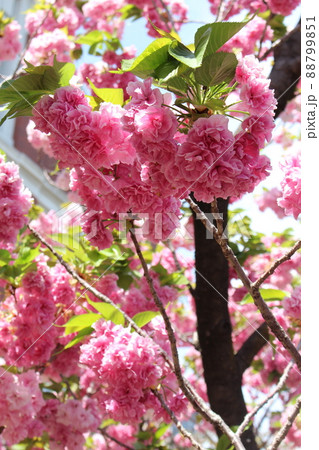 八重桜　桜　桜の通り抜け　大阪市造幣局　新型コロナウィルス　天満橋駅　コロナ開け　先着申込制　 88799851