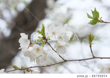 相模原公園の山桜・緑葉 88799854