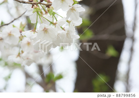 相模原公園の山桜・緑葉 88799856
