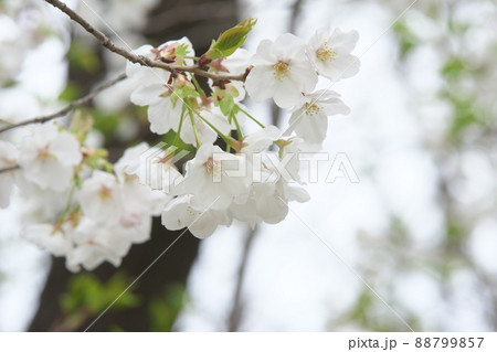 相模原公園の山桜・緑葉 相模原公園の山桜・緑葉 88799857
