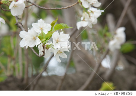 相模原公園の山桜・緑葉 88799859