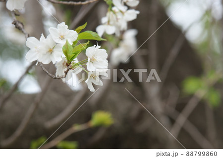 相模原公園の山桜・緑葉 88799860