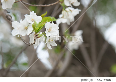 相模原公園の山桜・緑葉 88799861