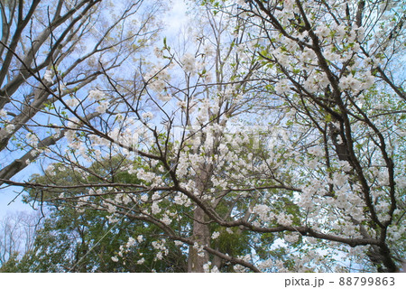 相模原公園の山桜・緑葉【空背景】 88799863