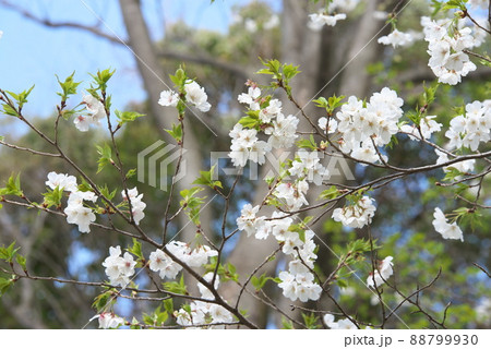 相模原公園の山桜・緑葉 相模原公園の山桜・緑葉 88799930