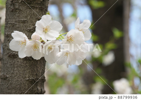 相模原公園の山桜・緑葉 相模原公園の山桜・緑葉 88799936