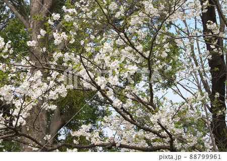 相模原公園の山桜・緑葉 相模原公園の山桜・緑葉 88799961