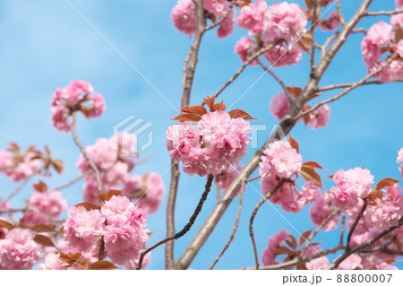 八重桜の桃色花【青空背景】 88800007