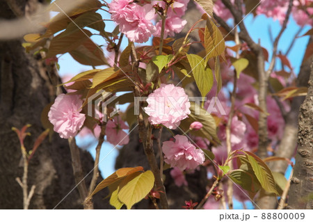 八重桜の桃色花 88800009