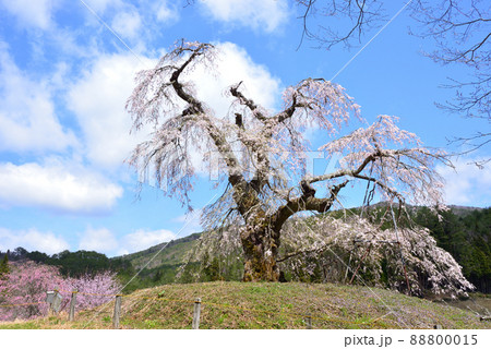 満開になった長沢のしだれ桜-2 満開になった長沢のしだれ桜-2 88800015