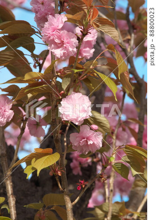 八重桜の桃色花 八重桜の桃色花 88800023