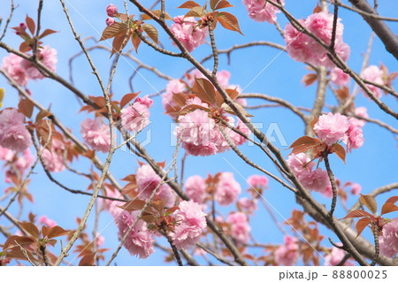 八重桜の桃色花【青空背景】 八重桜の桃色花【青空背景】 88800025