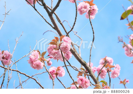 八重桜の桃色花【青空背景】 八重桜の桃色花【青空背景】 88800026